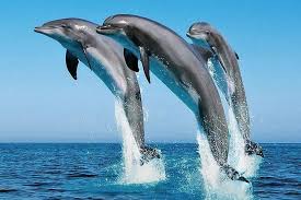 Diani Dolphin Explore