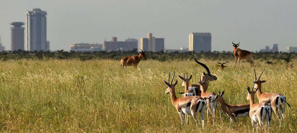 Nairobi National Park -Sunday game drive