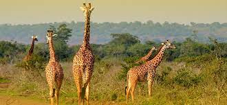 7-Days Rwanda Primates & Akagera NP Game Safari