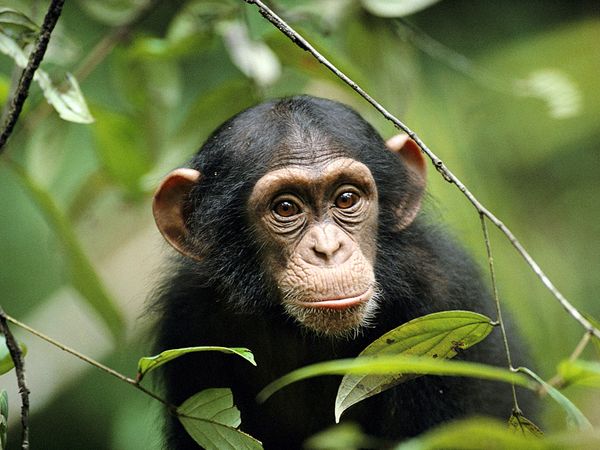 Nyungwe Forest Chimpanzee Trekking: Discovering Primates in Rwanda