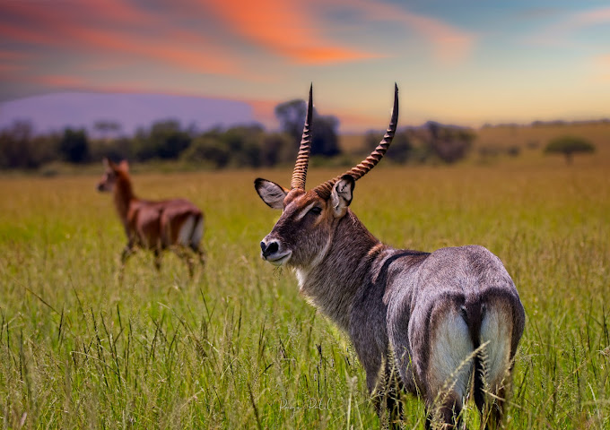 Maasai Mara National Reserve