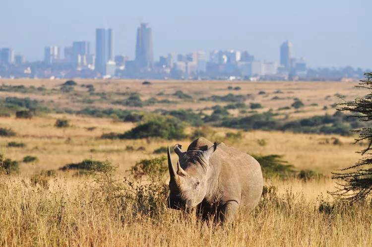 Nairobi National Park 