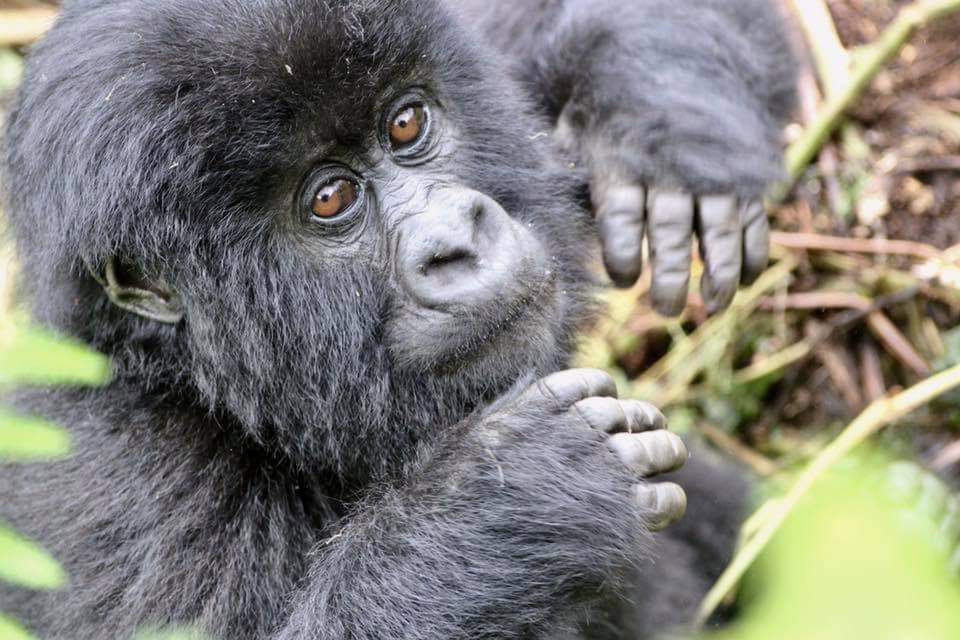 10-Days Wildlife Adventure in Rwanda!